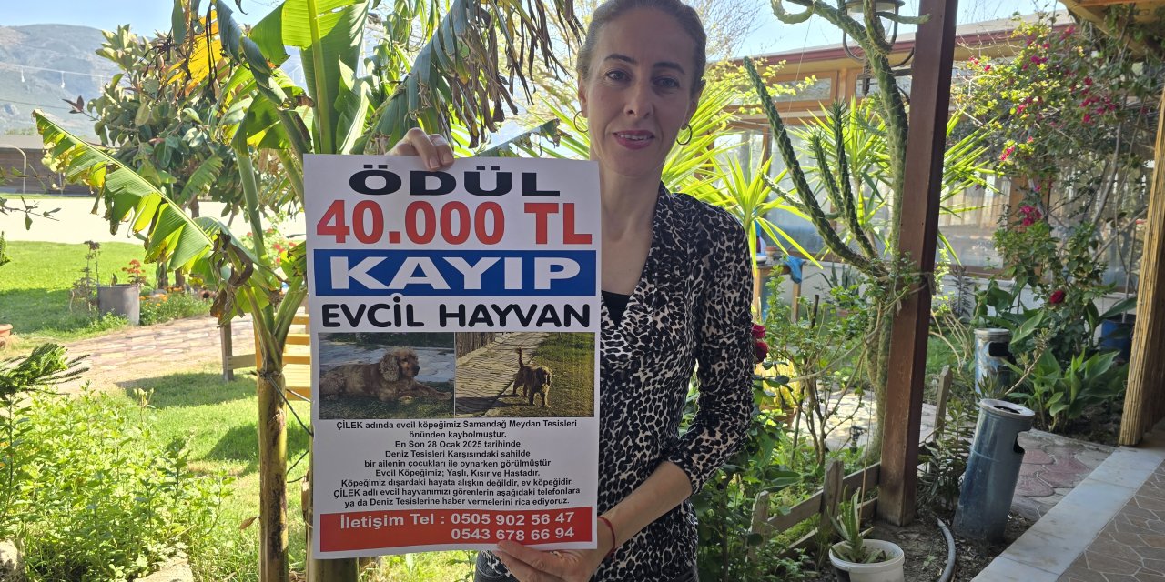 3 aydır kayıp olan köpeği Çilek'i bulana 40 bin lira ödül verecek
