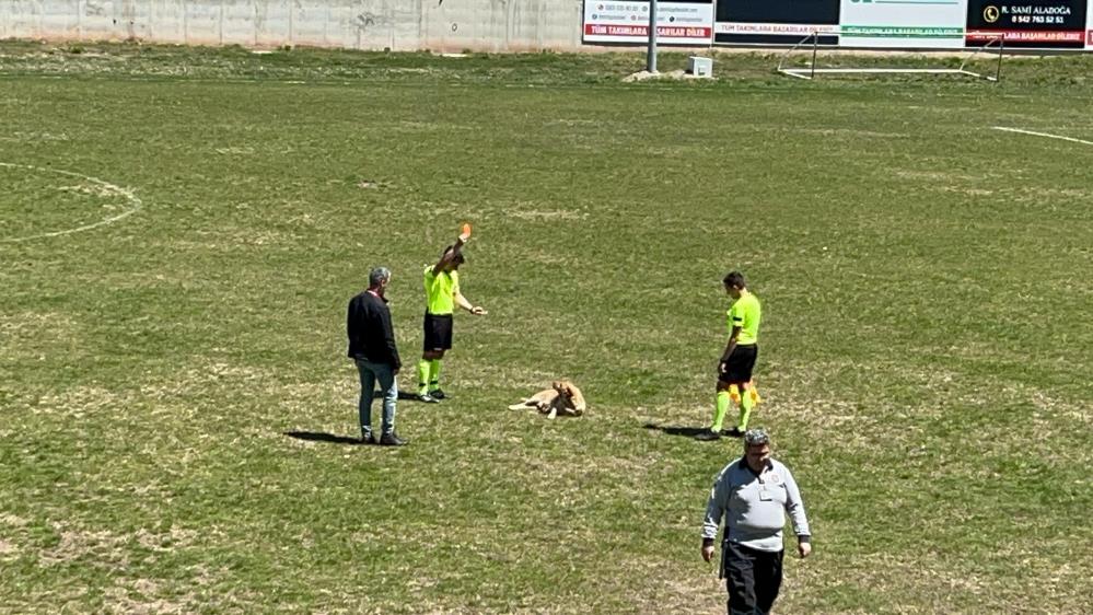 Müsabakada sahaya giren köpeğe kırmızı kart!