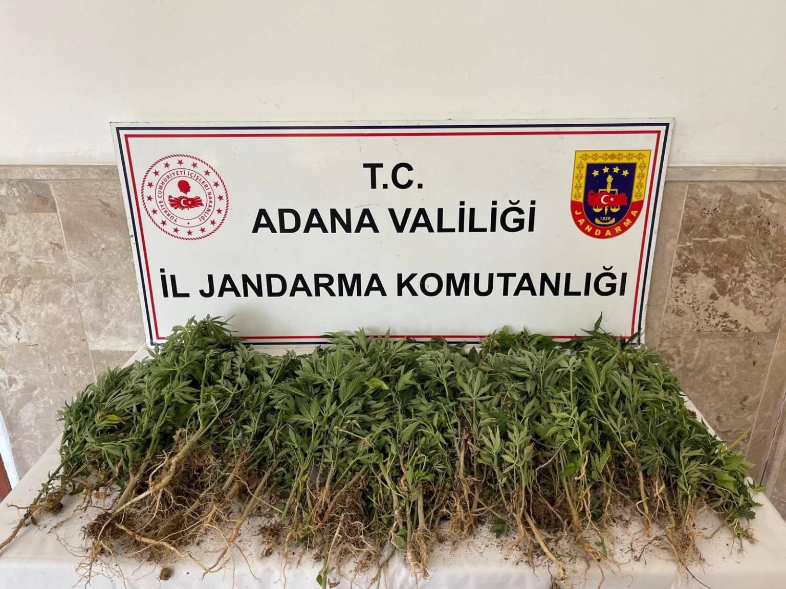 712 kök Hint keneviri ele geçirildi