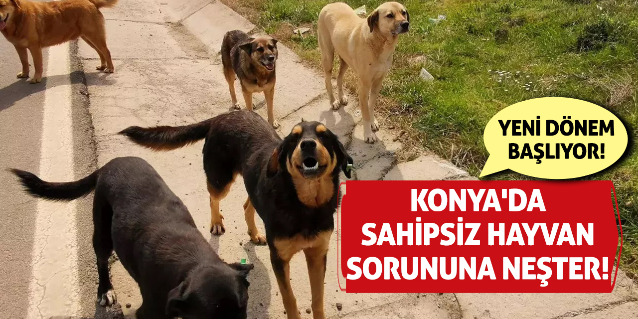 Konya'da Sahipsiz Hayvan Sorununa Neşter! Yeni Dönem Başlıyor!