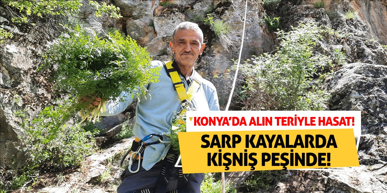 Sarp Kayalarda Kişniş Peşinde! Konya’da Alın Teriyle Hasat!