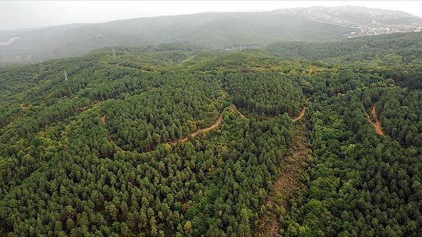 Doğa İçin Tek Yürek! 'Orman Benim' Kampanyası Başlıyor