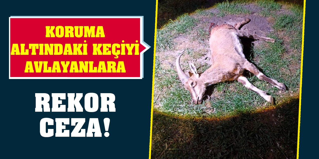 Koruma altındaki keçiyi avlayanlara rekor ceza!