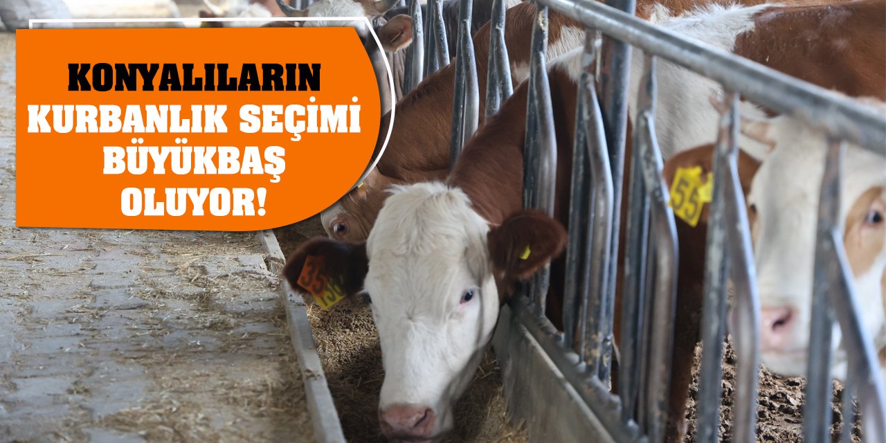 Konyalıların kurbanlık seçimi büyükbaş oluyor!