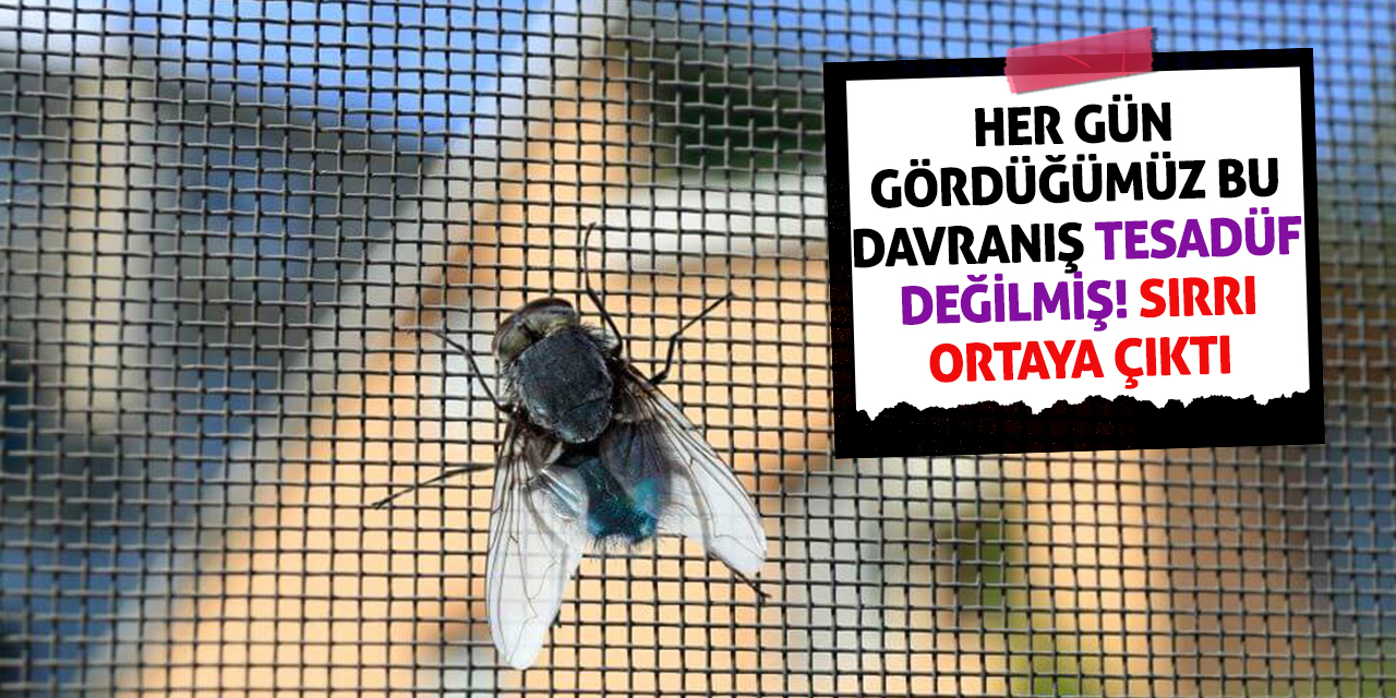 Her Gün Gördüğümüz Bu Davranış Tesadüf Değilmiş! Sırrı Ortaya Çıktı