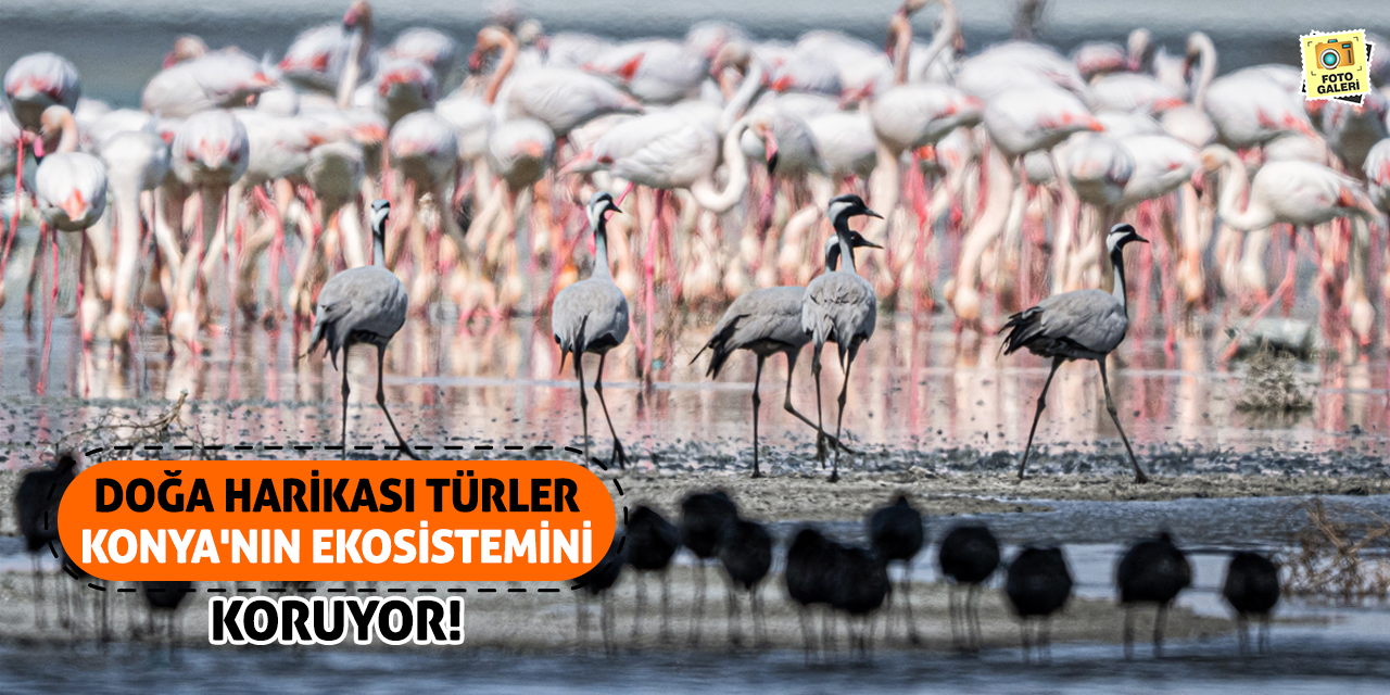 Doğa Harikası Türler Konya'nın Ekosistemini Koruyor!