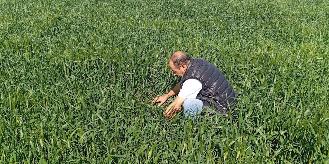 Konya süne kımıl sürvey çalışmaları başladı