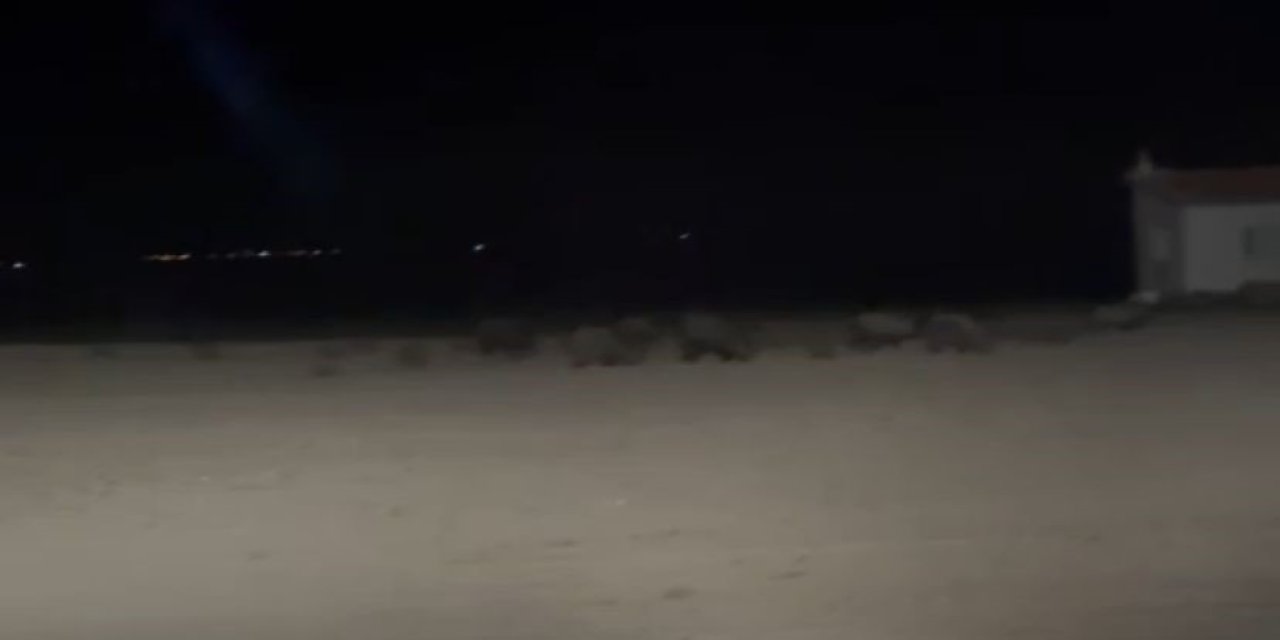 Konya'da tarım alanlarında domuz nöbeti