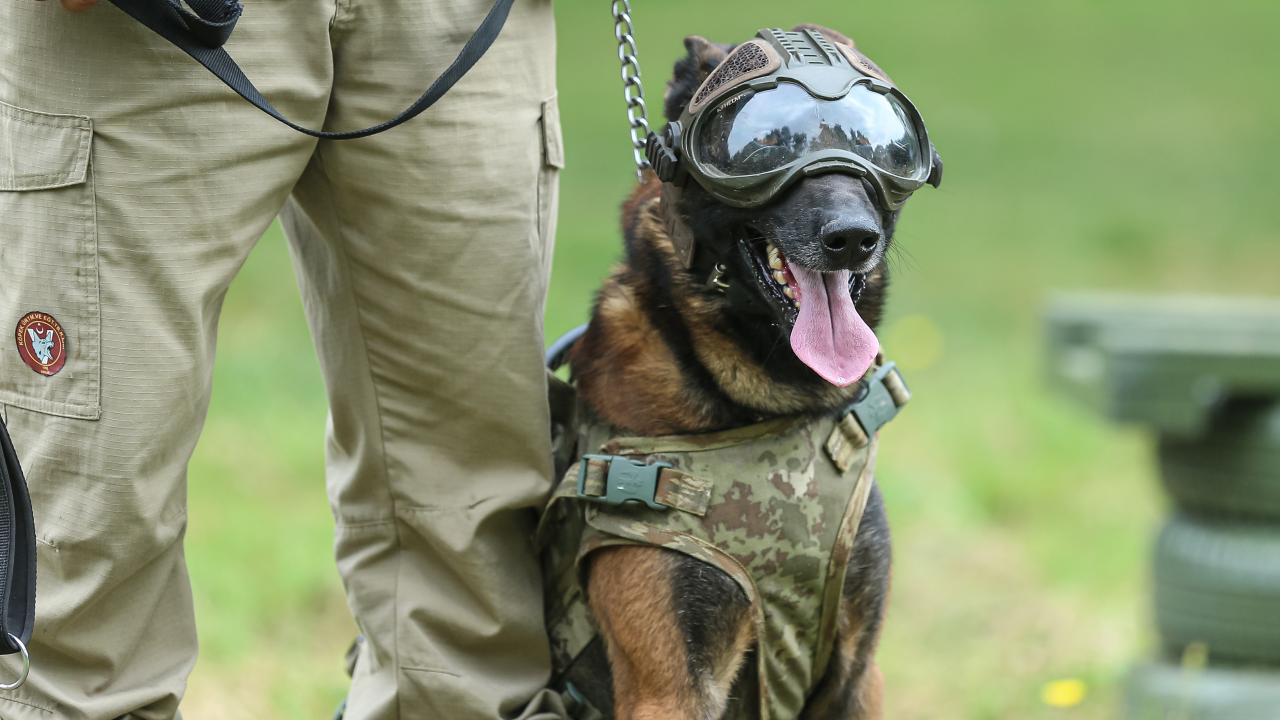 Terör ve uyuşturucuyla mücadelenin 'keskin burunları'