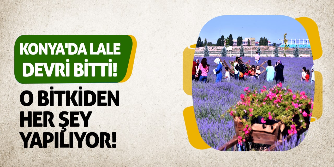 Konya'da lale devri bitti! O bitkiden her şey yapılıyor