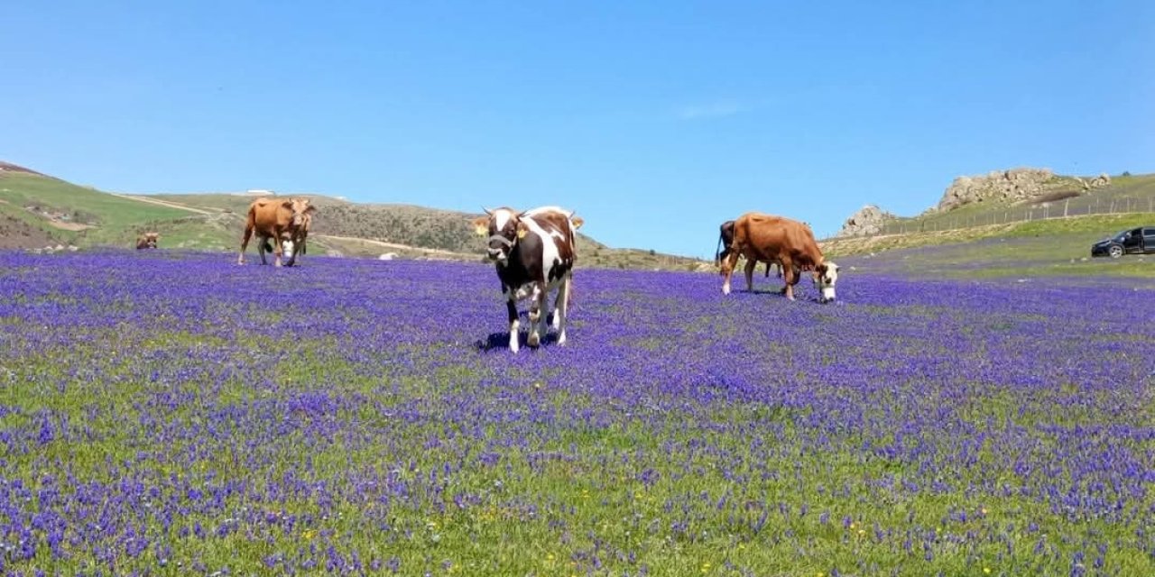 2 bin rakımlı yayla, dağ sümbülleriyle renklendi
