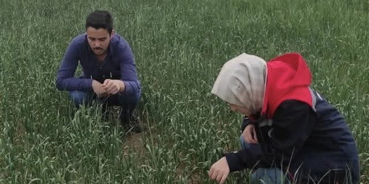 Konya'da ekili arazilerde süne mücadelesi sürüyor!