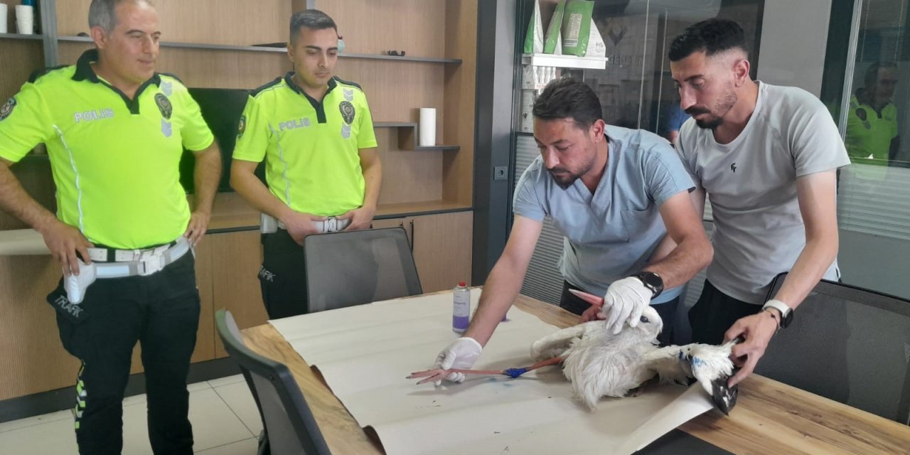Yaralı leyleğe polisten şefkat eli
