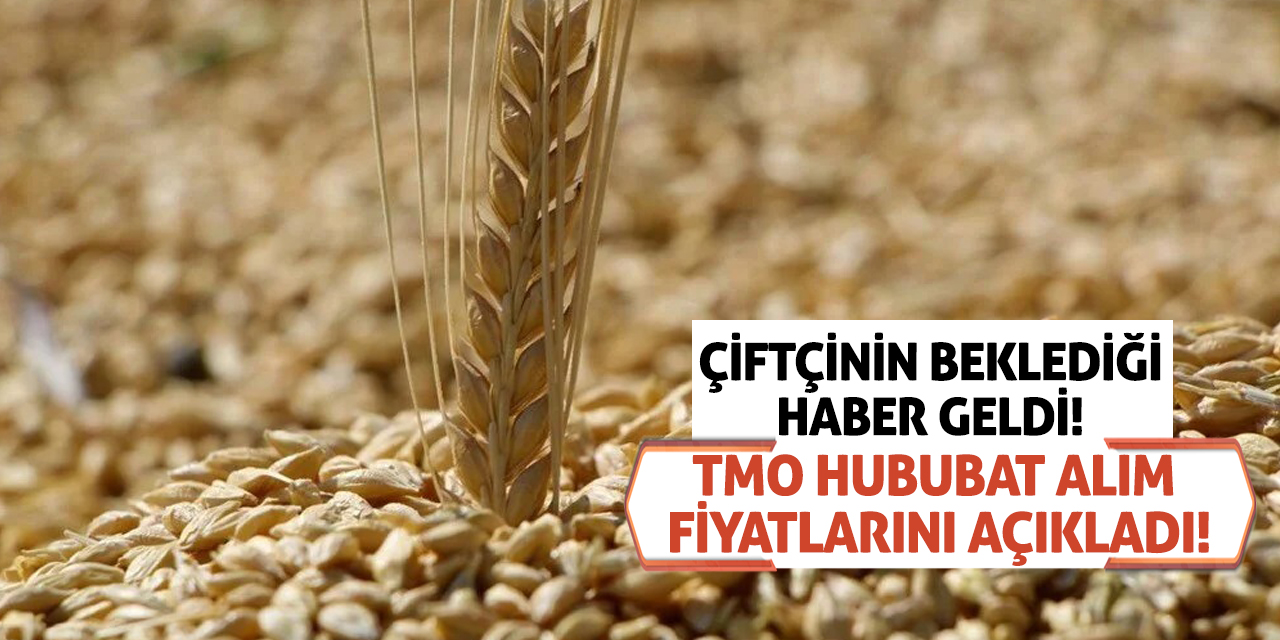 Çiftçinin Beklediği Haber Geldi! TMO Hububat Alım Fiyatlarını Açıkladı!