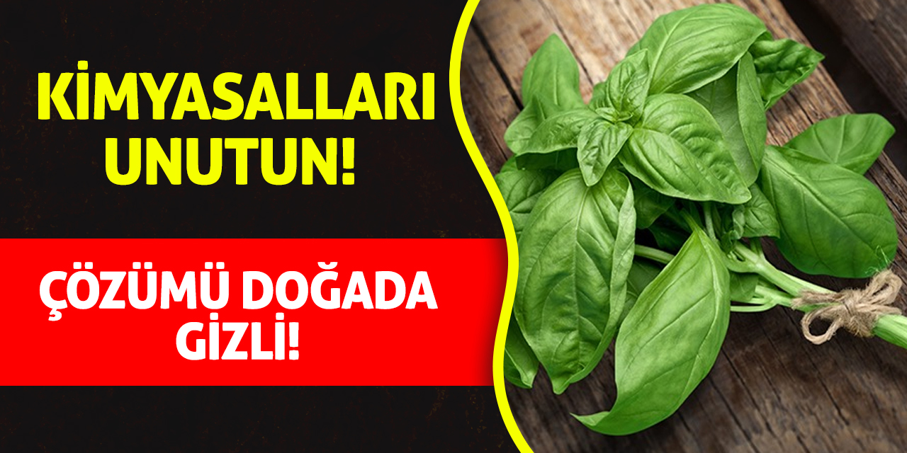 Kimyasalları Unutun! Çözümü doğada gizli!