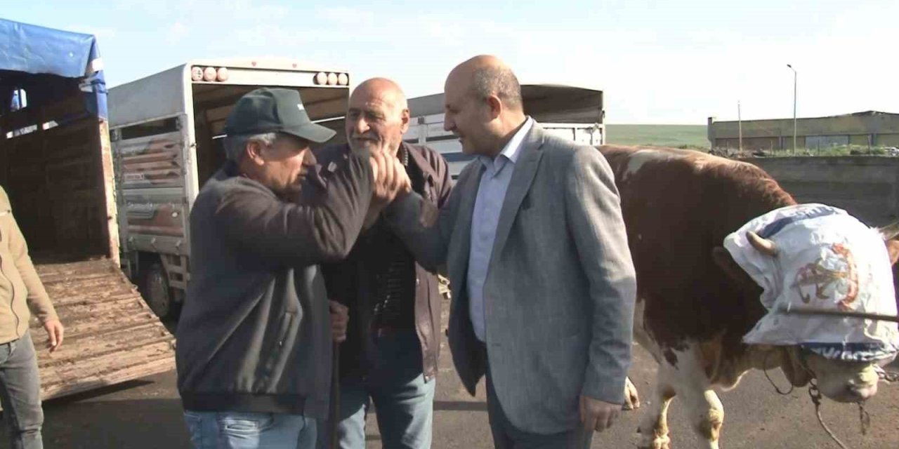 Kars’ta 900 kiloluk boğa 300 bin TL’ye satıldı