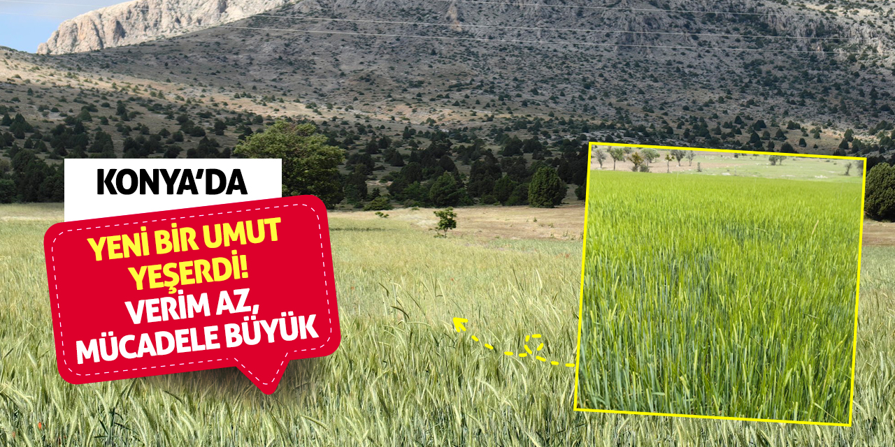 Konya'da yeni bir umut yeşerdi! Verim Az, Mücadele Büyük