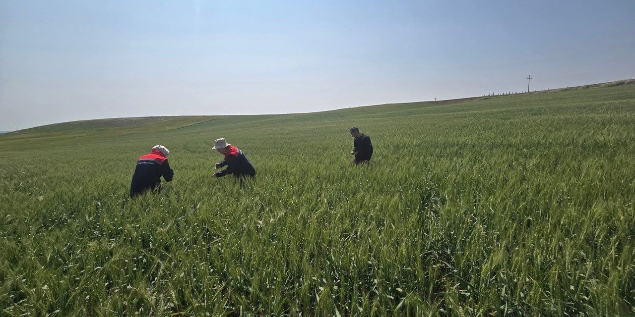 Konya'da süne zararlısıyla mücadele devam ediyor!