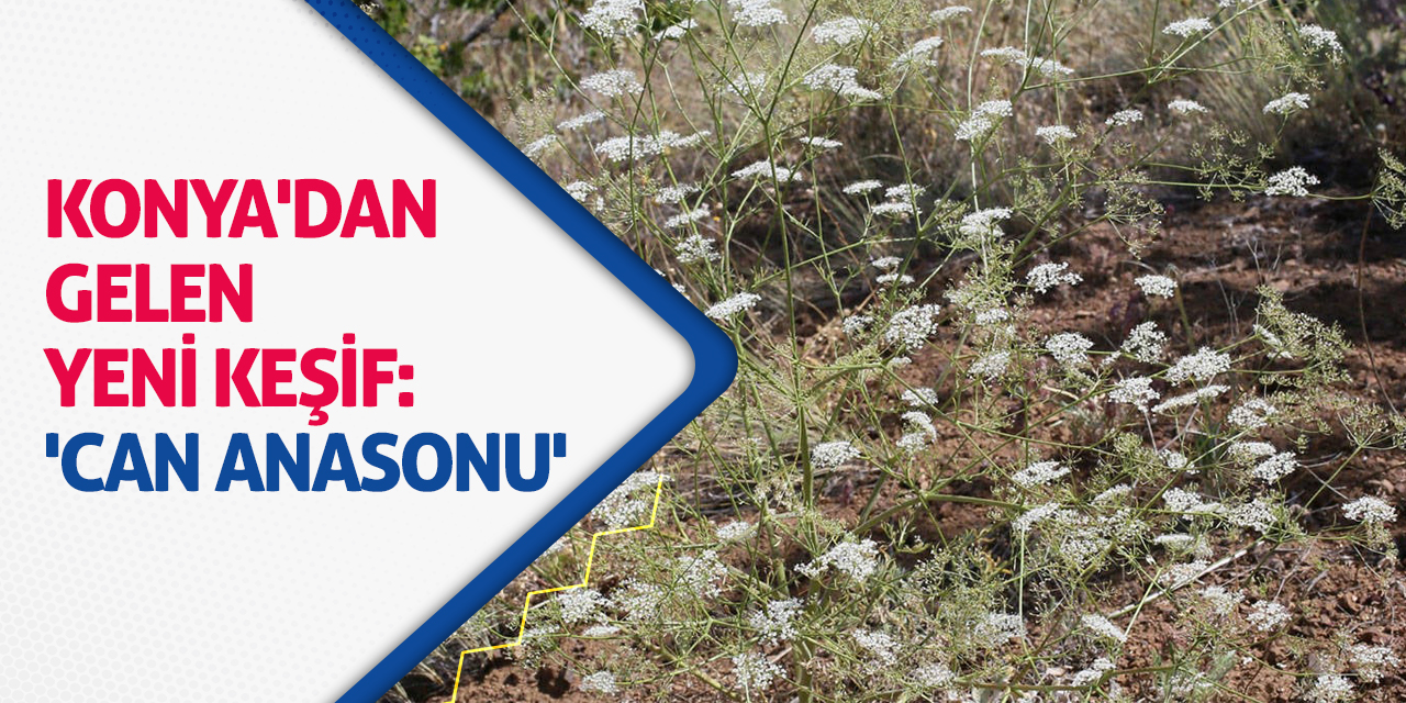 Konya'dan Gelen Yeni Keşif: 'Can Anasonu'
