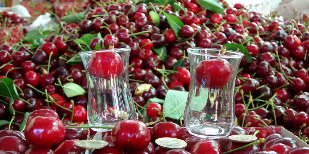 Çay bardağına sığmayan 'Lapseki devi' kirazda hasat zamanı