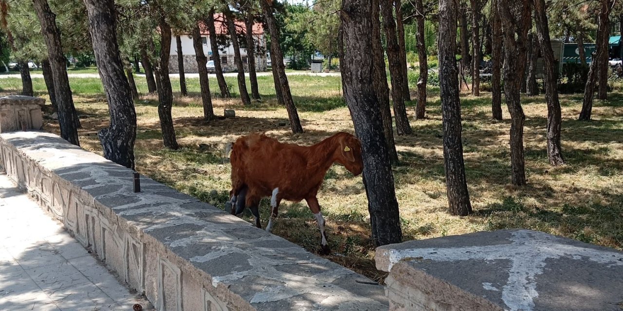 Konya'da firari keçiler ekipler tarafından bulundu