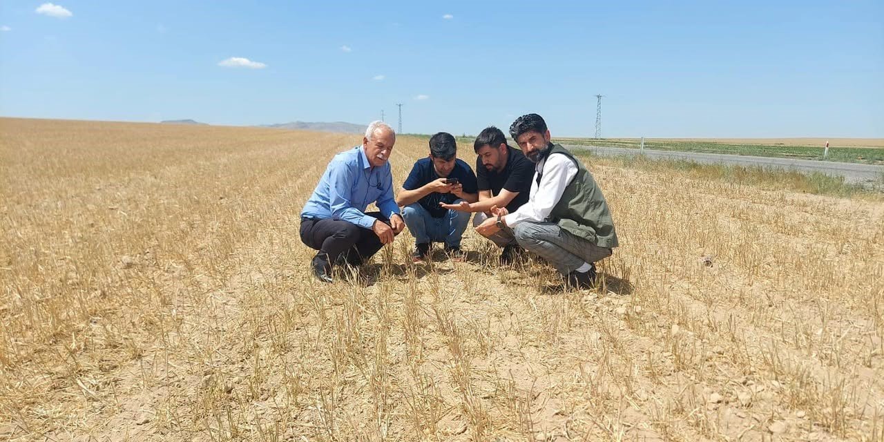 Konya'da hububatı kuraklık vurdu
