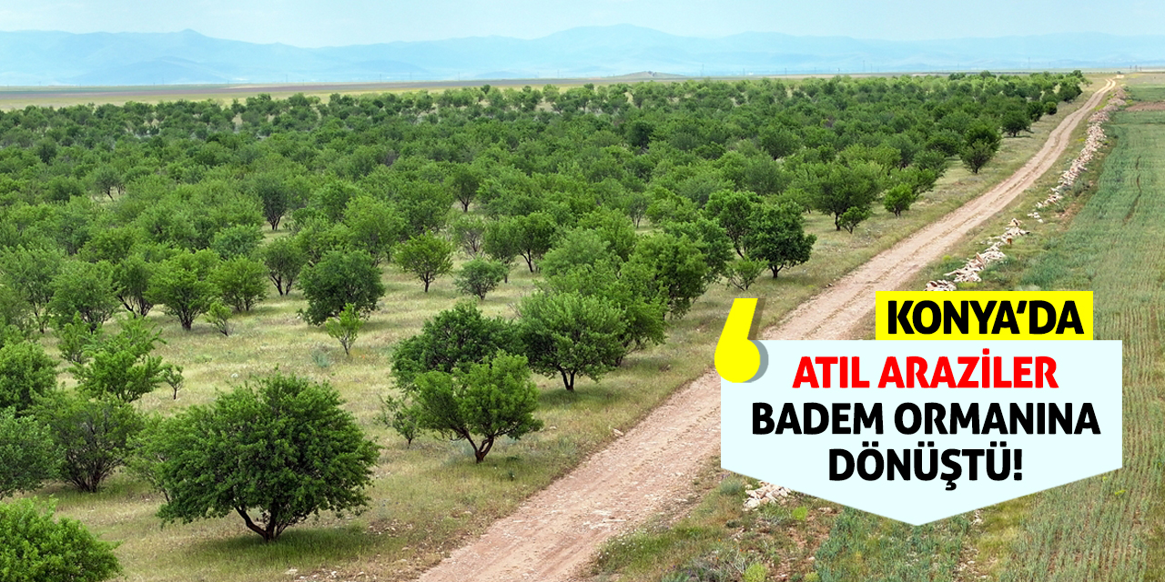 Konya'da Atıl Araziler Badem Ormanına Dönüştü!