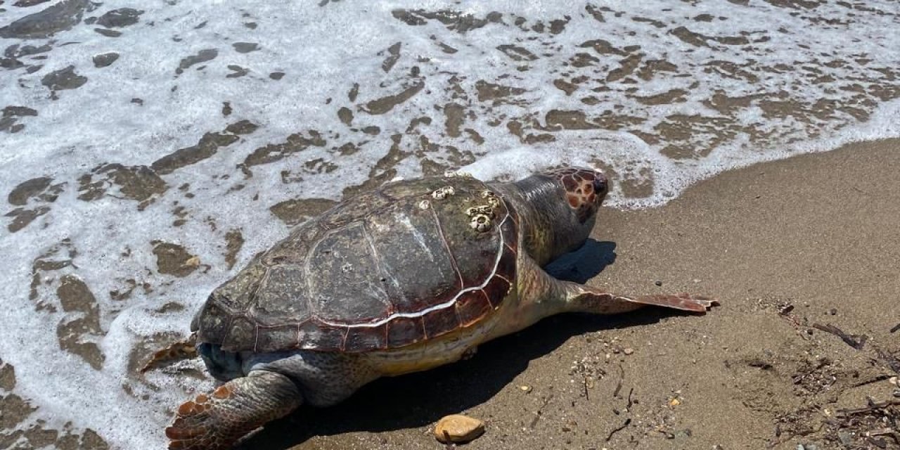 Assos sahilinde ölü caretta caretta bulundu