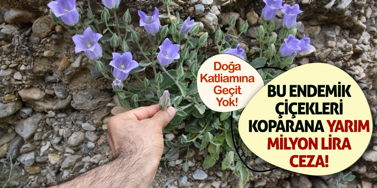 Doğa Katliamına Geçit Yok: Bu Endemik Çiçekleri Koparana Yarım Milyon Lira Ceza!