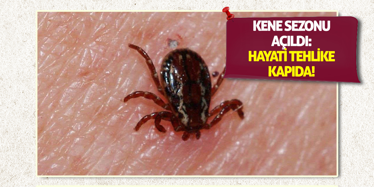 Kene Sezonu Açıldı: Hayati Tehlike Kapıda!