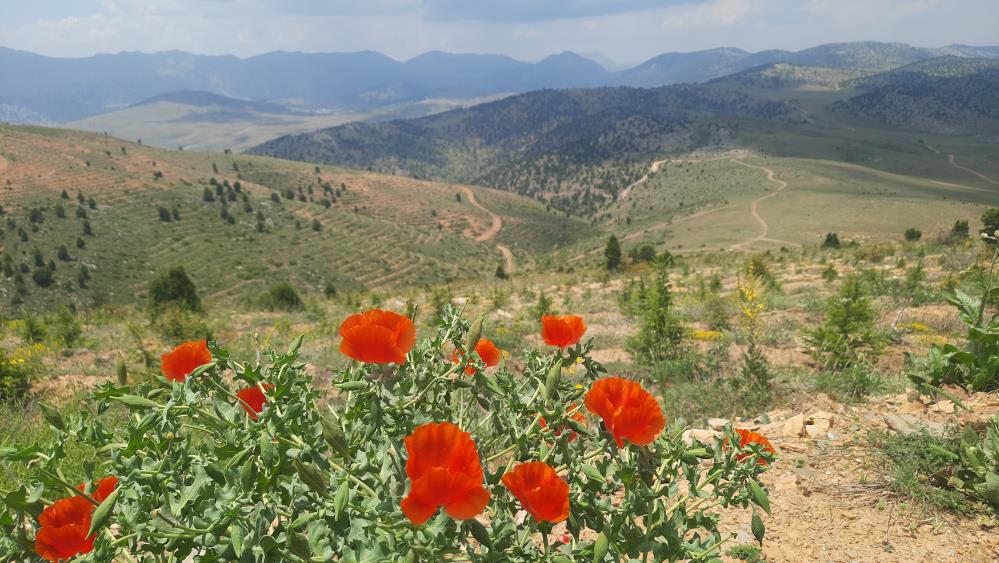 Konya'nın yüksek rakımlı yaylalarındaki bitki florası araştırıldı