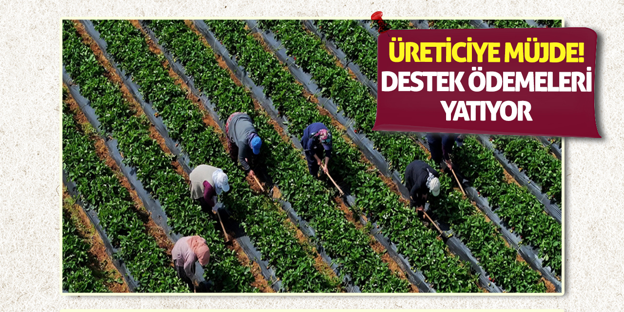 Üreticiye müjde! Destek ödemeleri yatıyor