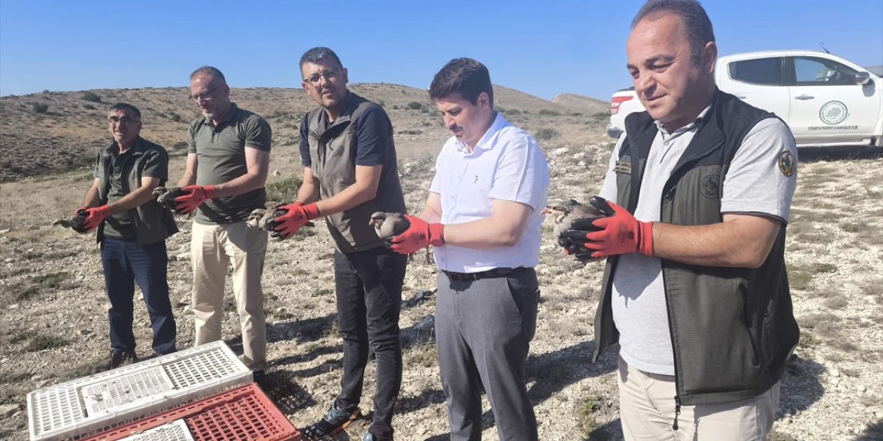 Kene ile mücadele edecek 200 kınalı keklik doğaya salındı