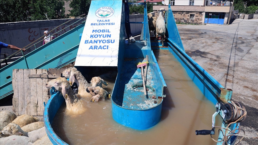 Kene için böyle yöntem görülmedi! Küçükbaşlara 'Mobil Banyo' Şaşkınlığı!