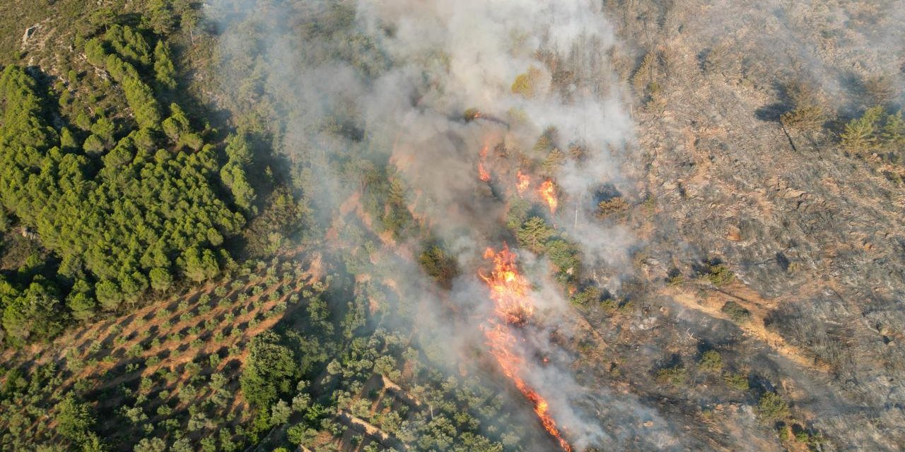 Antalya'da orman yangını çıktı