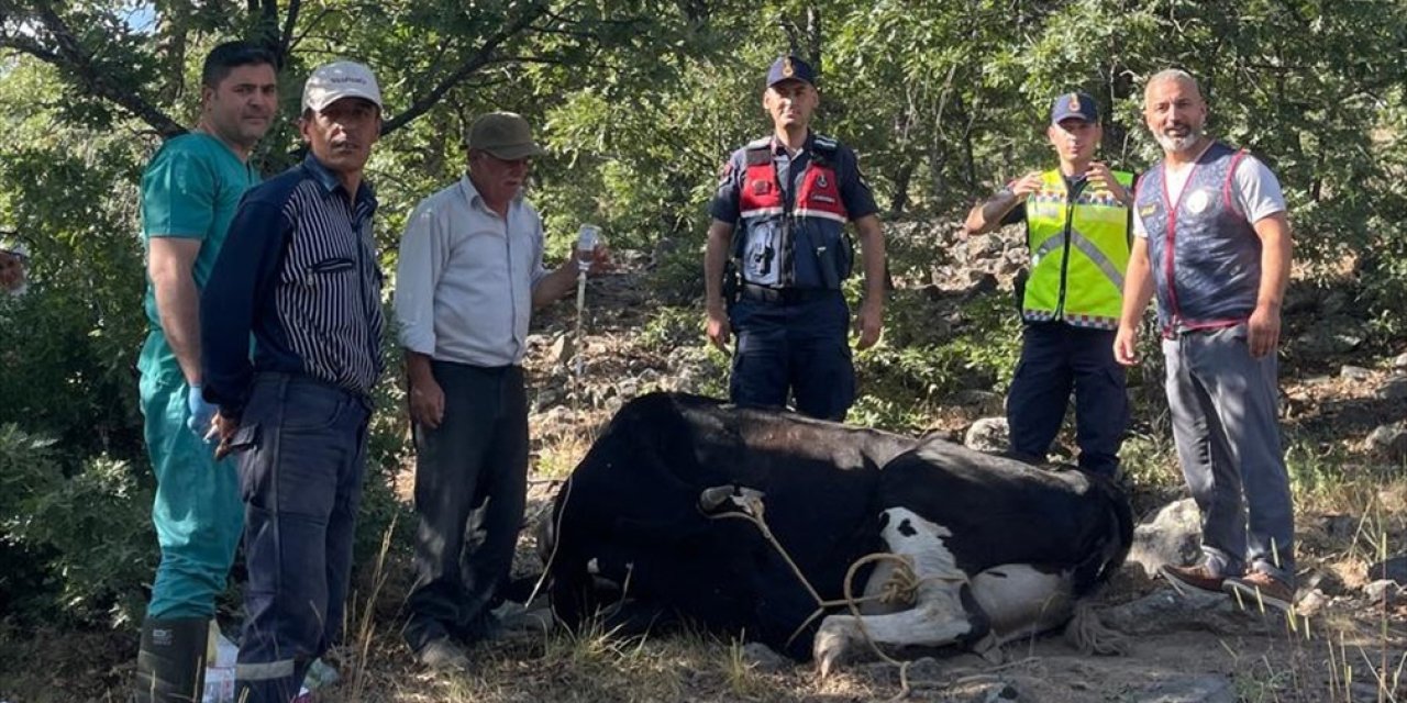 Konya'da Film Gibi Operasyon: Drone'la Bulunan Felçli İneğin Mucize Kurtuluşu!