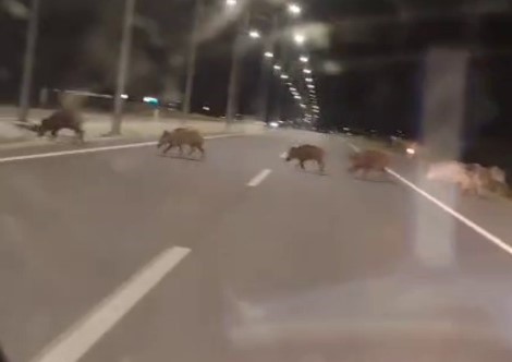Konya'da yaban domuzları sürücülerin korkulu rüyası oldu!