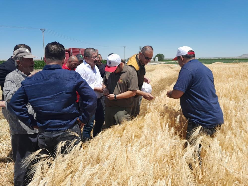 Konya'da hububat hasadı sürüyor