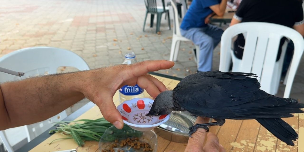 Aç ve susuz kalan yavru kargayı elleriyle besledi