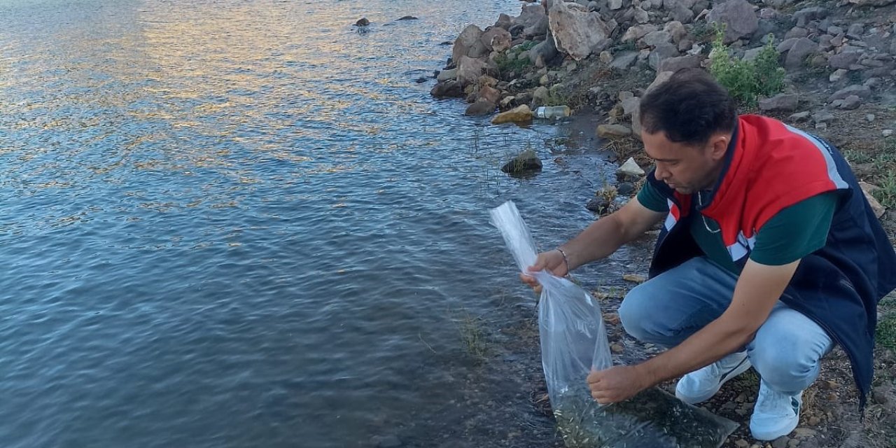 Beyşehir’in göletlerine yavru sazan takviyesi yapıldı