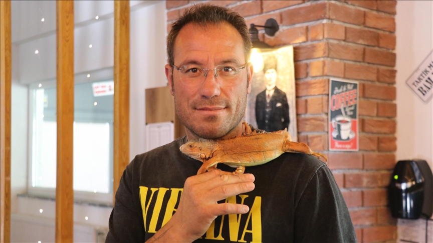 Beldenin Yeni Yıldızı: Omuzlarda Gezen İguana Ökkeş!