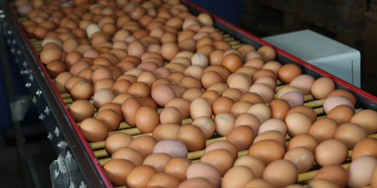 Tavuk yumurtalarının ihracatı kayda bağlandı