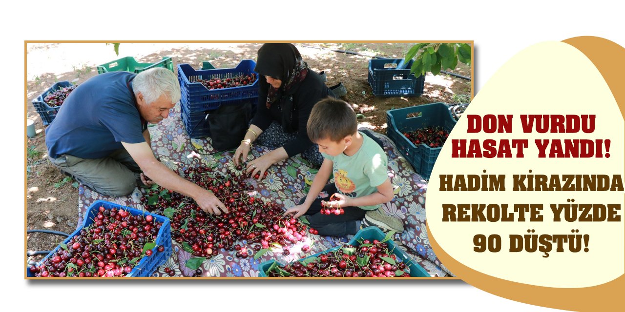 Don vurdu hasat yandı! Hadim kirazında rekolte yüzde 90 düştü!