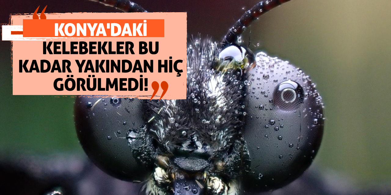 Konya'daki Kelebekler Bu Kadar Yakından Hiç Görülmedi!