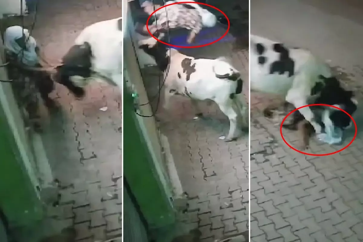 Başıboş inek yaşlı kadına saldırdı, havaya attı ve çiğnedi!