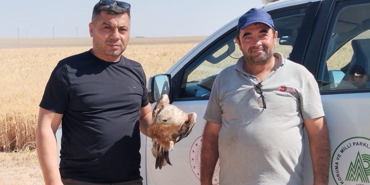 Karapınar'da yaralı şahin koruma altına alındı