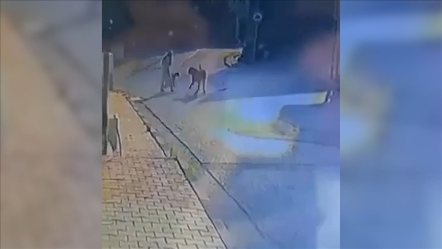 Yürüyüşte Dehşet! Sokak Köpekleri Kadın ve Evcil Köpeğine Saldırdı