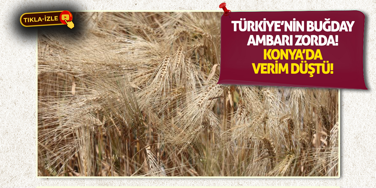 Türkiye’nin Buğday Ambarı Zorda! Konya’da Verim Düştü!