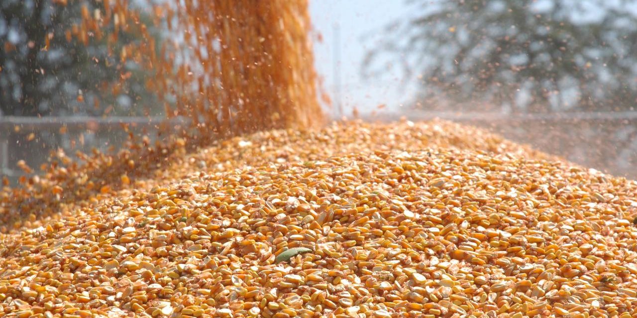 Türkiye mısır tohumunda 5 yıldır dış ticaret fazlası veriyor