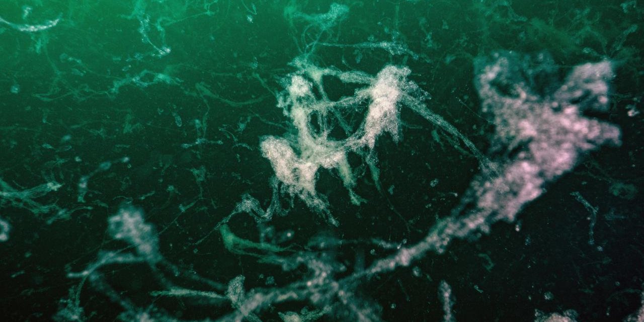 Marmara Denizi'nde mikroplastik ve ağır metallerin etkisi araştırılıyor